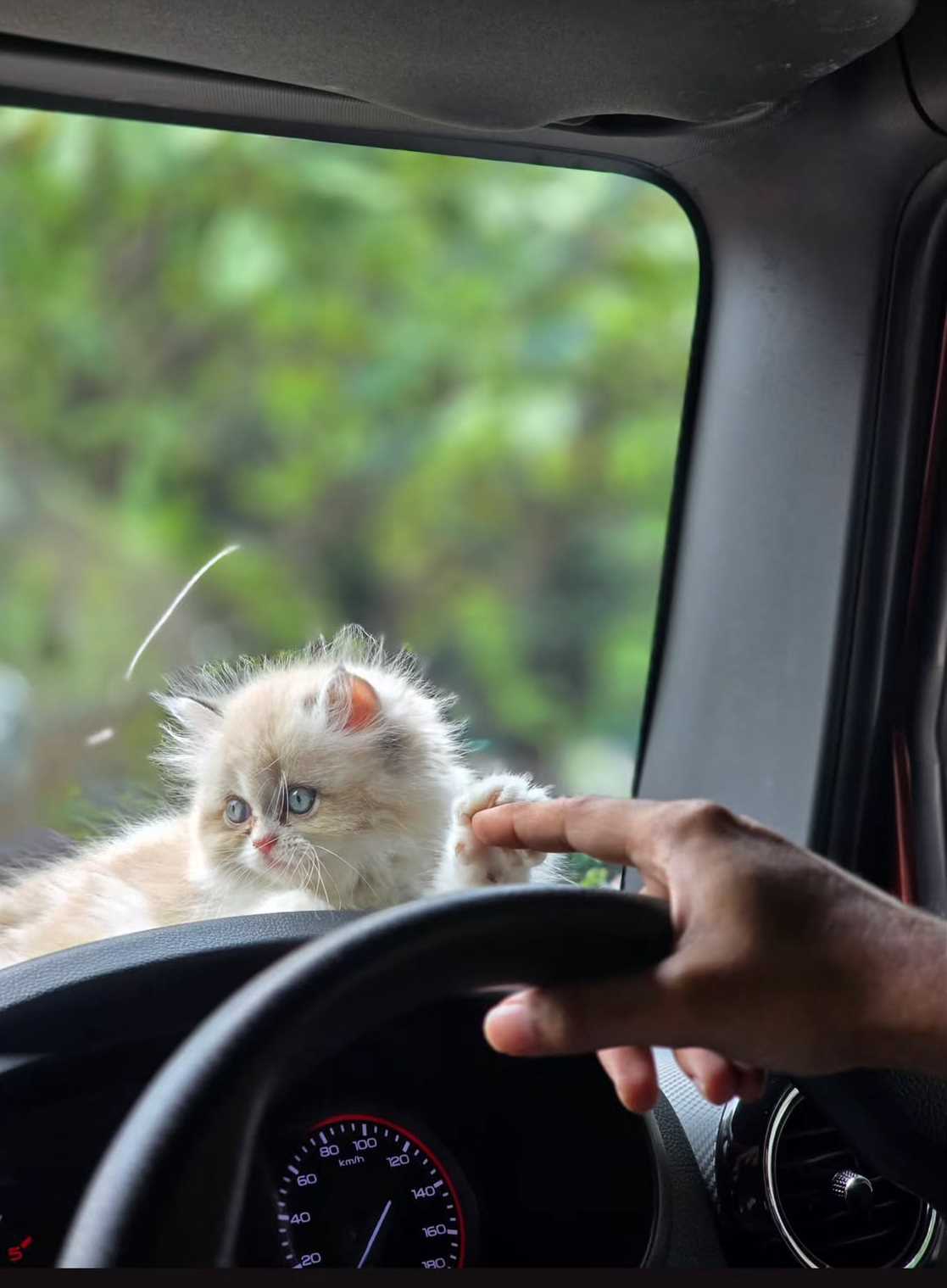 Ragdoll For Sale In Hyderabad