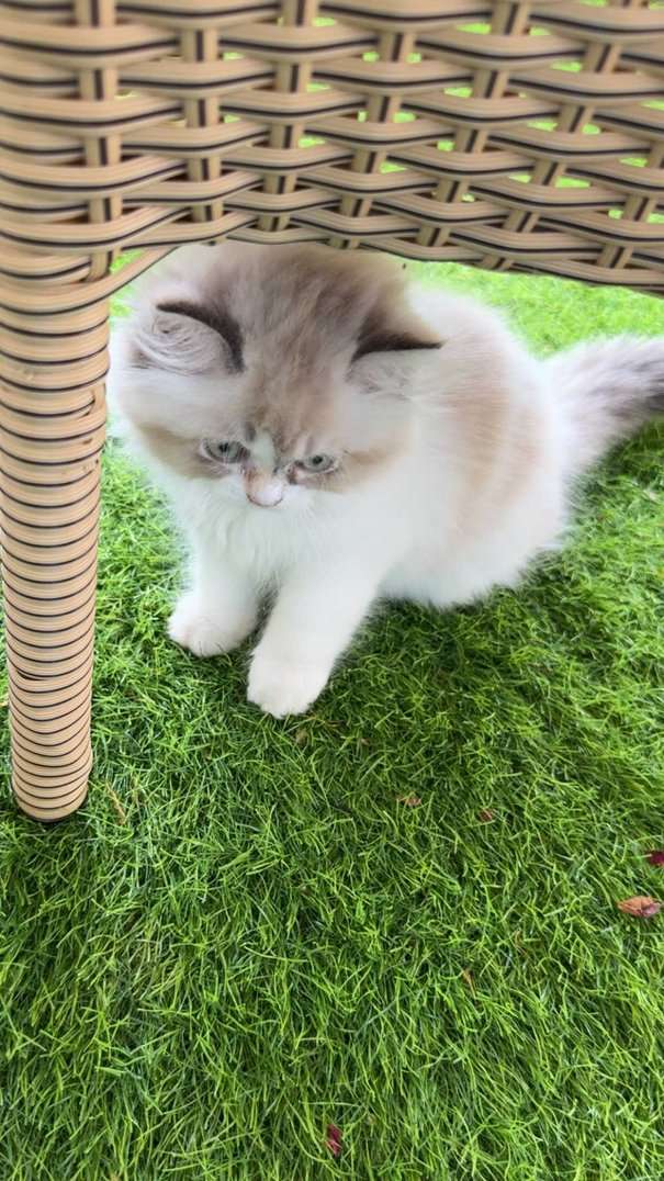 Ragdoll For Sale In Hyderabad