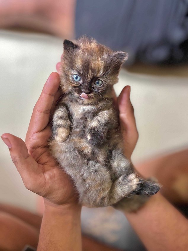 Persian For Sale In Mumbai