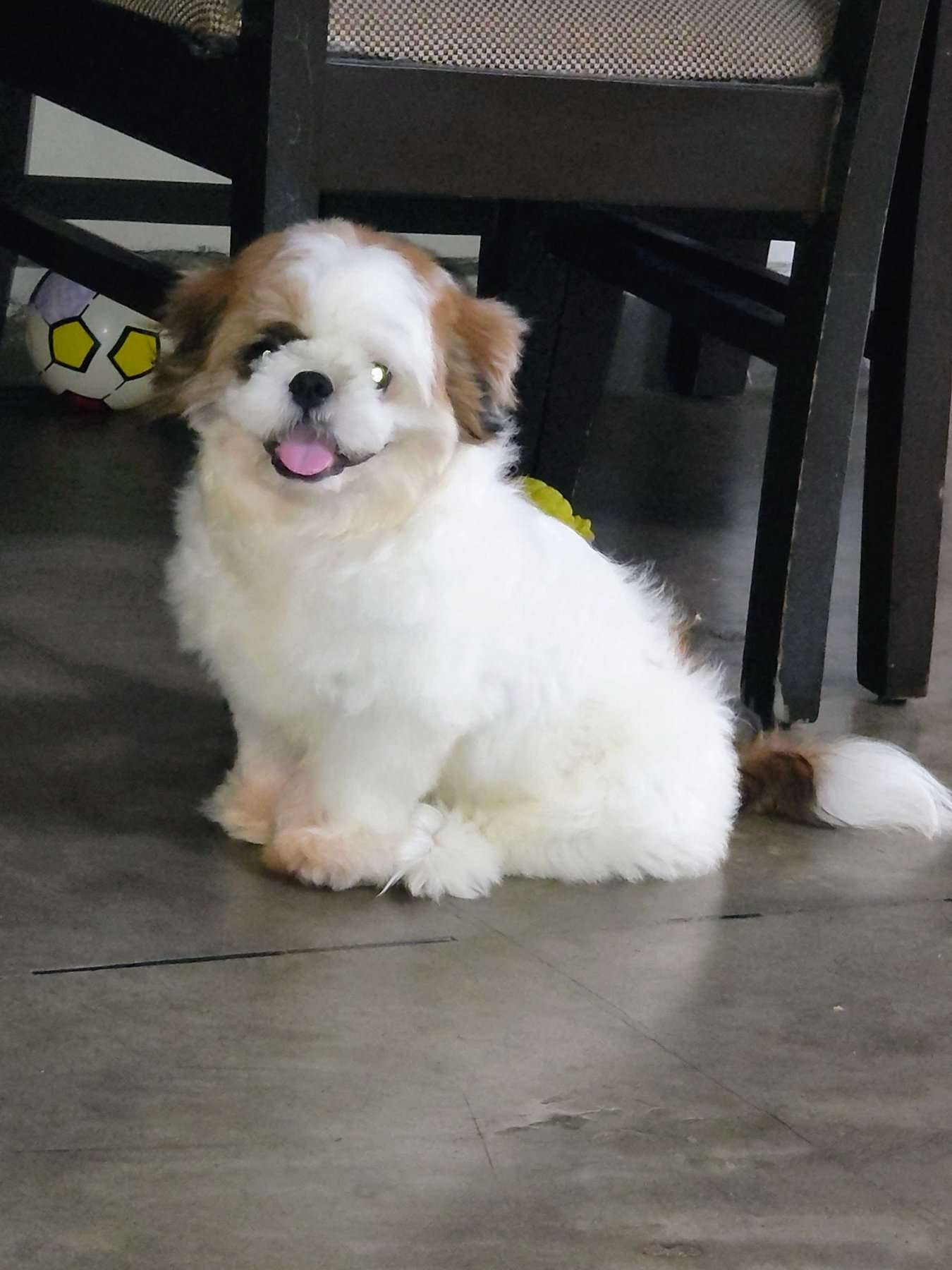 Shih Tzu For Sale In Hoshangabad