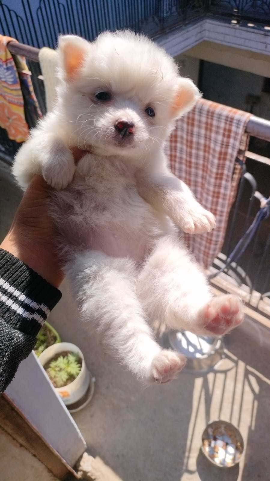 Pomeranian For Sale In Agra