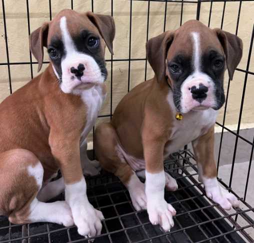 Boxer For Sale In Bangalore