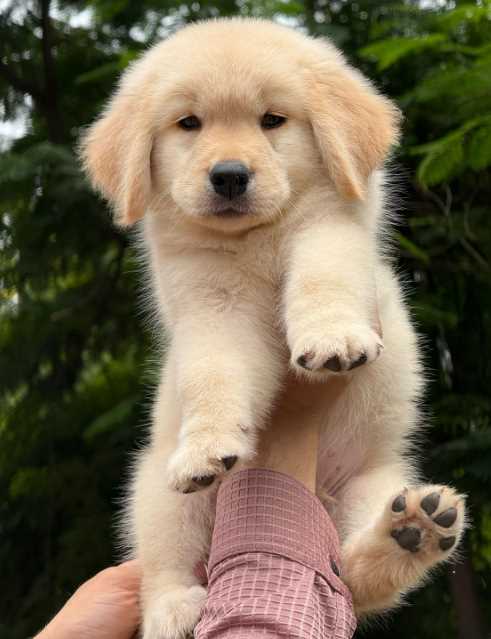 Golden Retriever For Sale In Dehradun