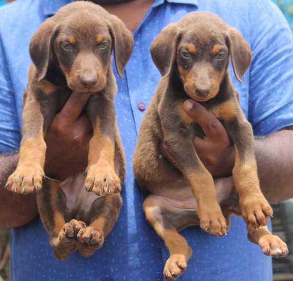 Doberman For Sale In Lucknow
