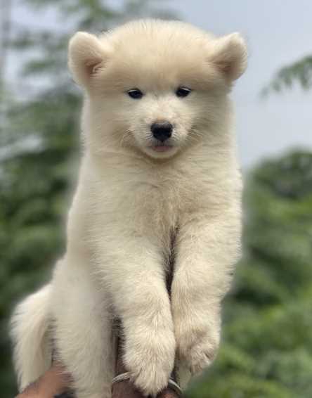 Samoyed For Sale In Bangalore