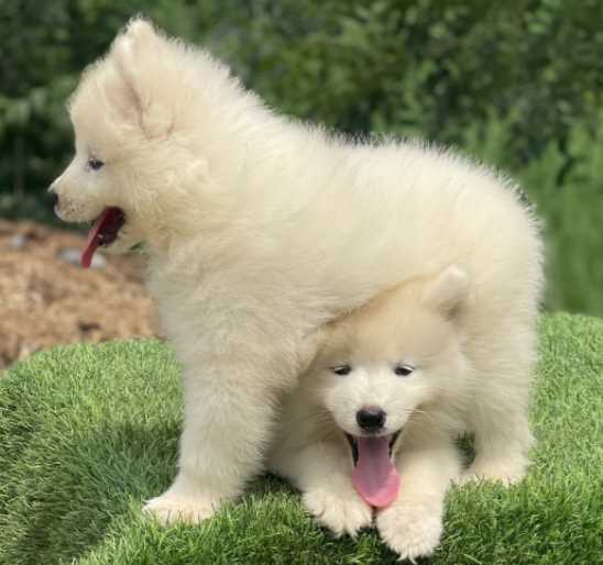 Samoyed For Sale In Bangalore