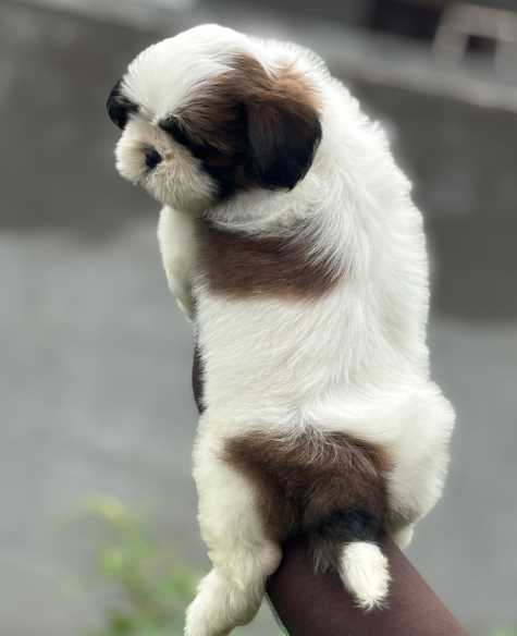 Shih Tzu For Sale In Patiala