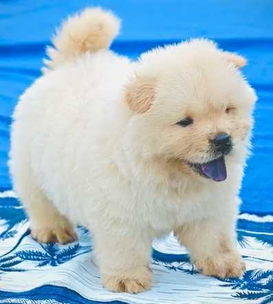 Chow Chow For Sale In Nagpur
