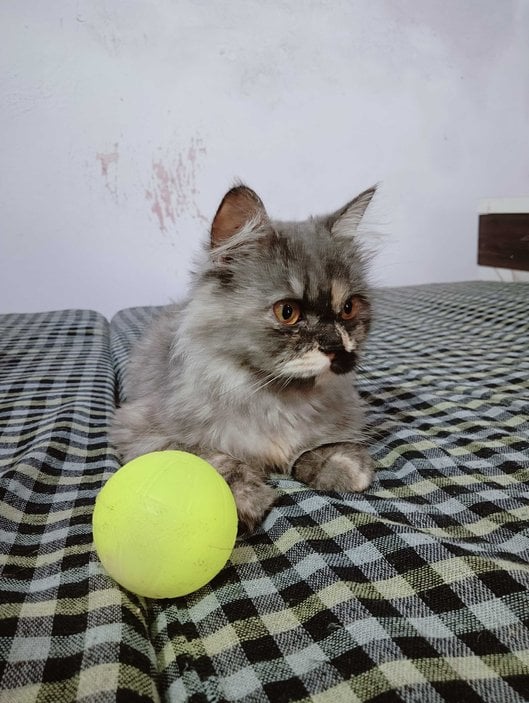 Persian For Sale In Bhopal