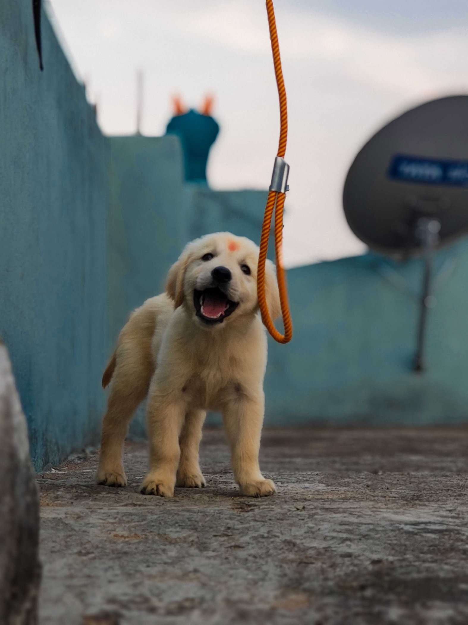 Golden Retriever For Sale In Vizianagaram