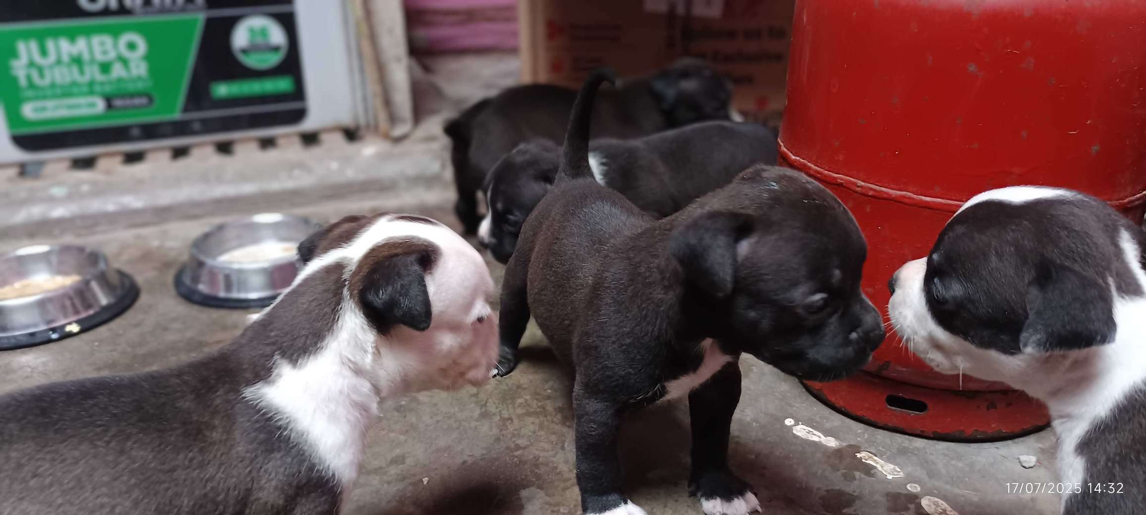 American Bully For Sale In Kanpur