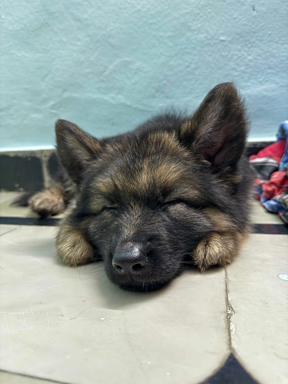 German Shepherd For Sale In Secunderabad