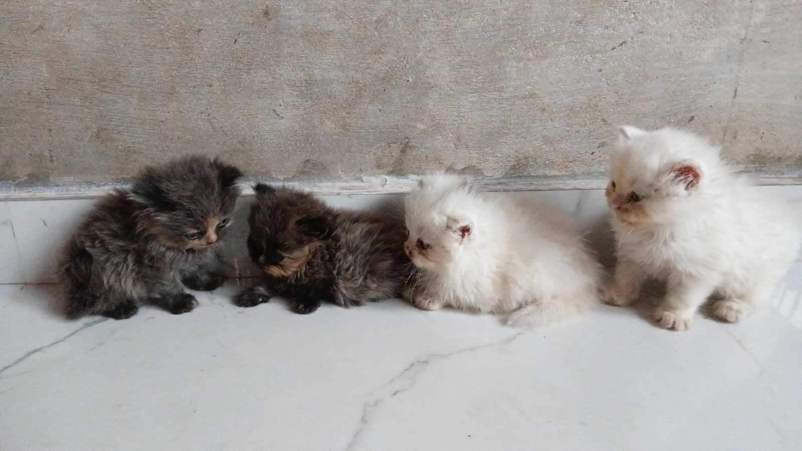 Persian For Sale In Kasaragod