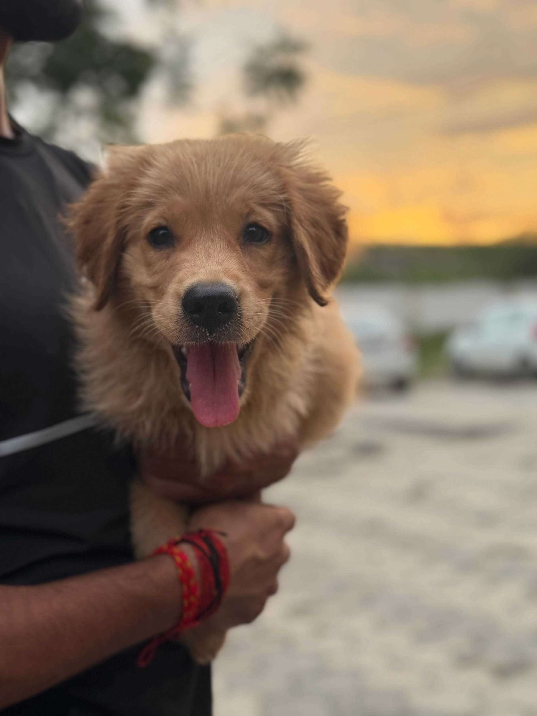 Golden Retriever For Sale In Dhule