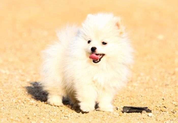 Toy Pom For Sale In Madhepura