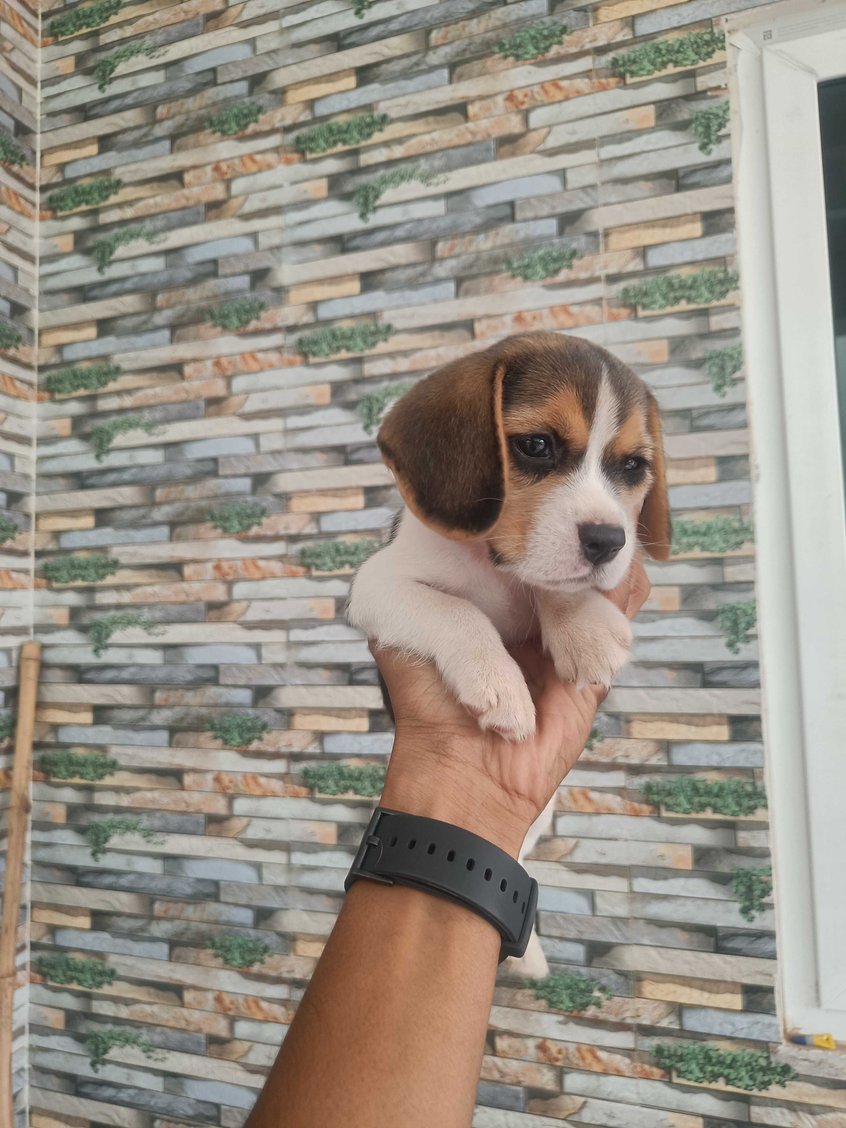 Beagle For Sale In Tirupper