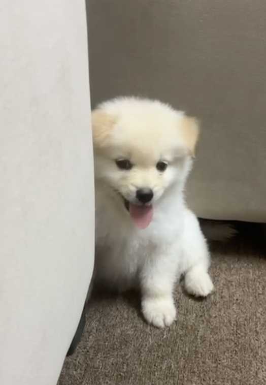 Toy Pom For Sale In Mohali