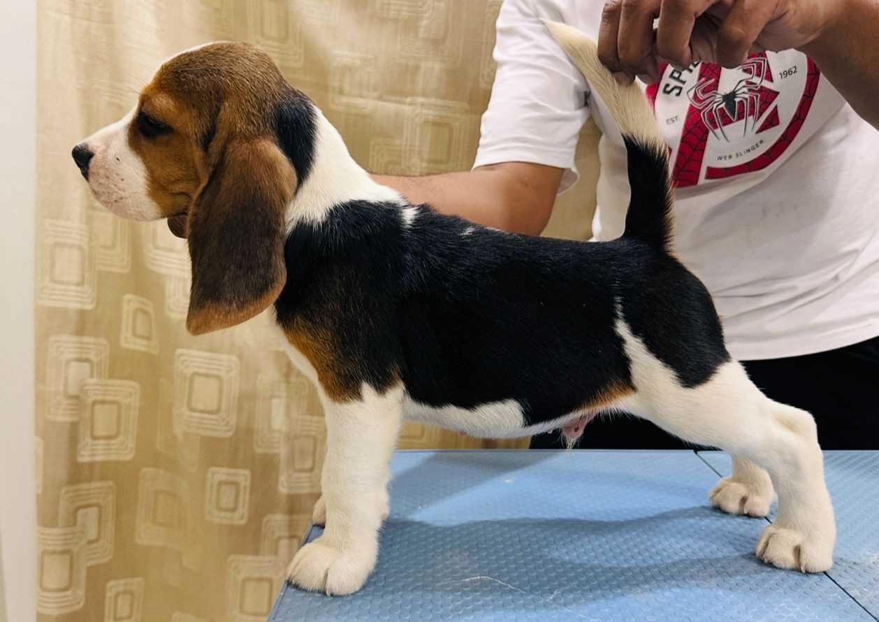 Beagle For Sale In Ahmedabad