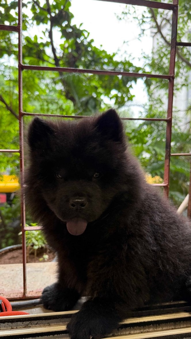 Chow Chow For Sale In Sholapur