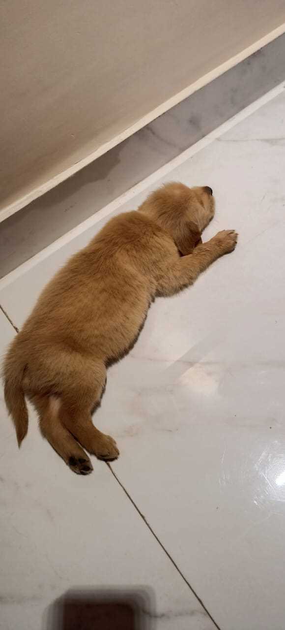 Golden Retriever For Sale In Noida