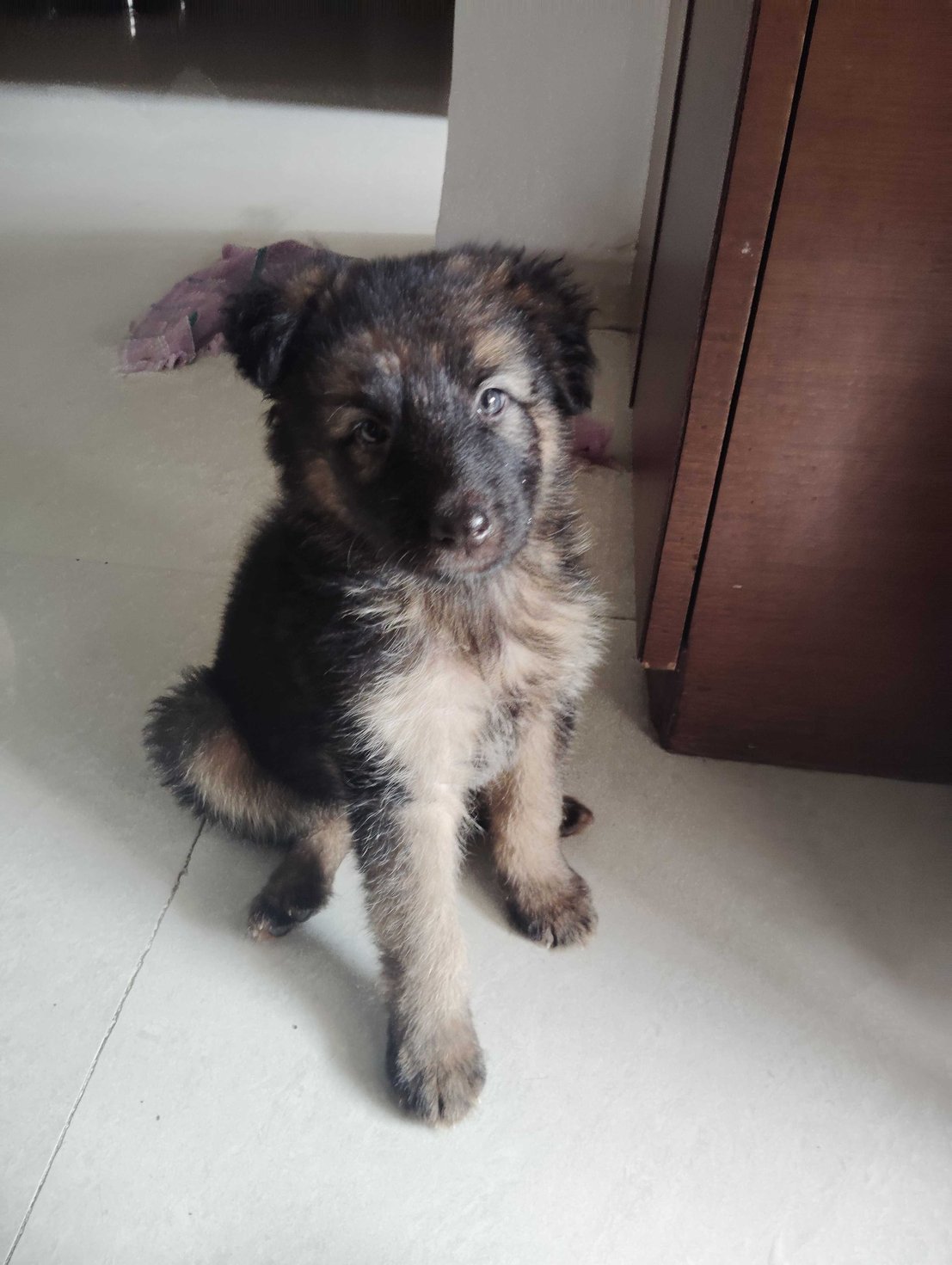 German Shepherd For Sale In Indore