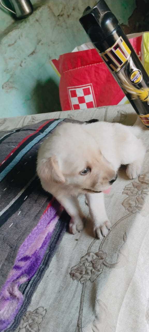 Labrador Retriever For Sale In Gurgaon