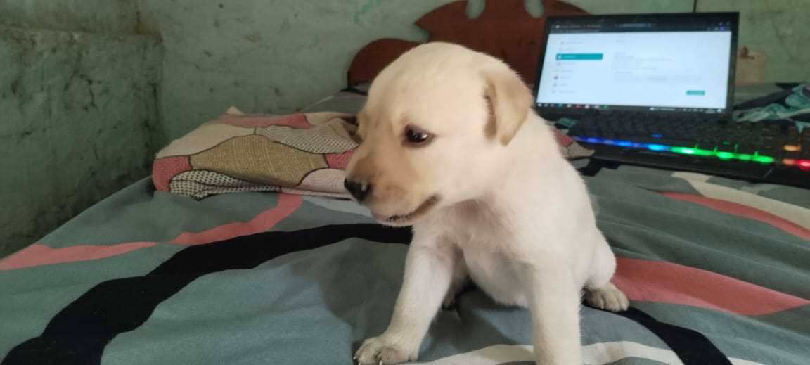 Labrador Retriever For Sale In Gurgaon
