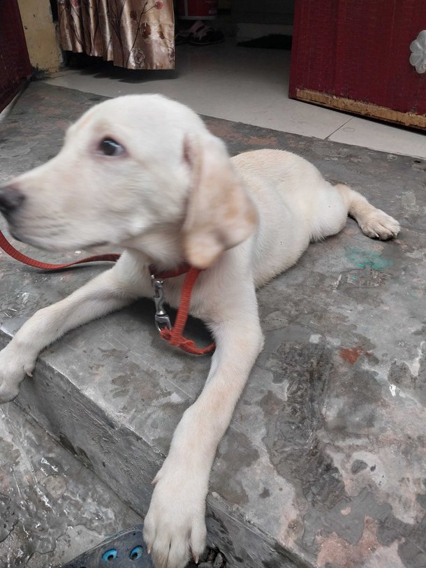 Labrador Retriever For Sale In Delhi