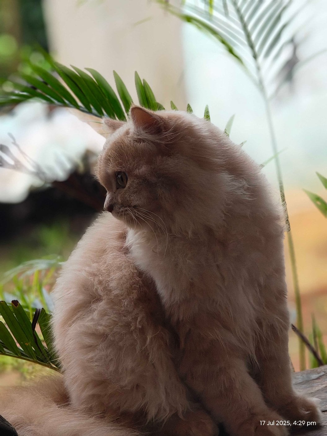 Persian For Sale In Mysore