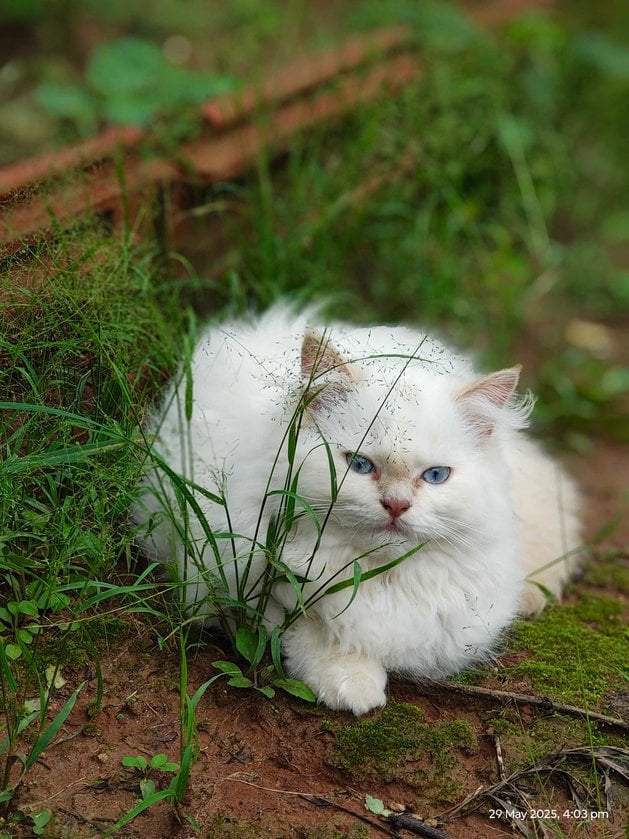 Persian For Sale In Mysore