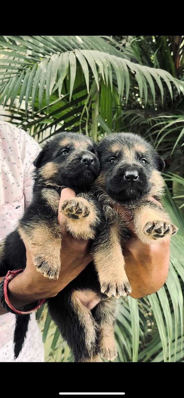 German Shepherd For Sale In Davanagere