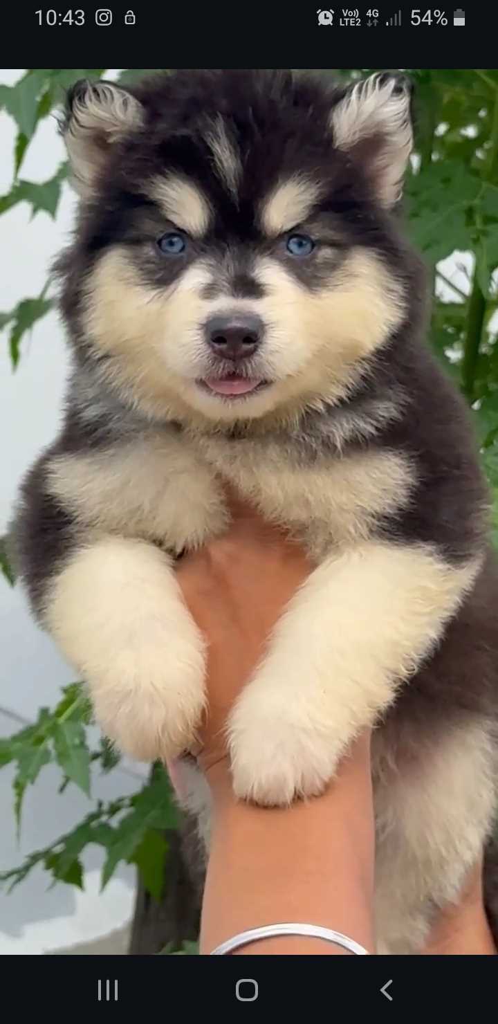 Siberian Husky For Sale In Jodhpur