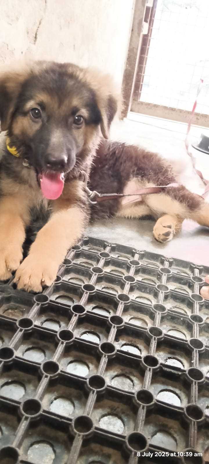Golden Shepherd For Sale In Agra