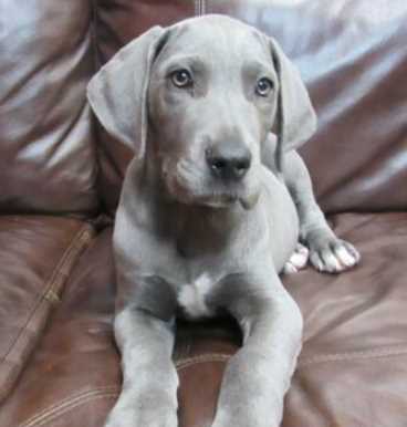 Great Dane For Sale In Hyderabad