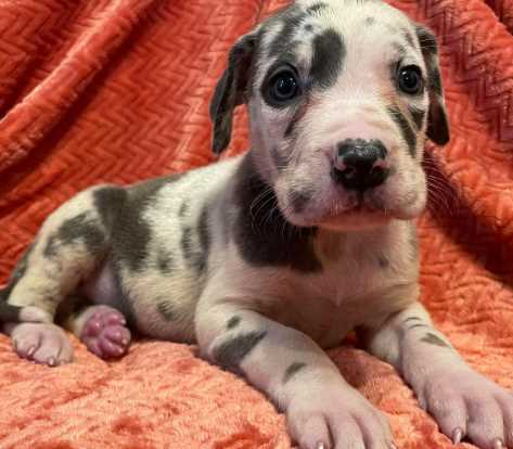 Great Dane For Sale In Hyderabad