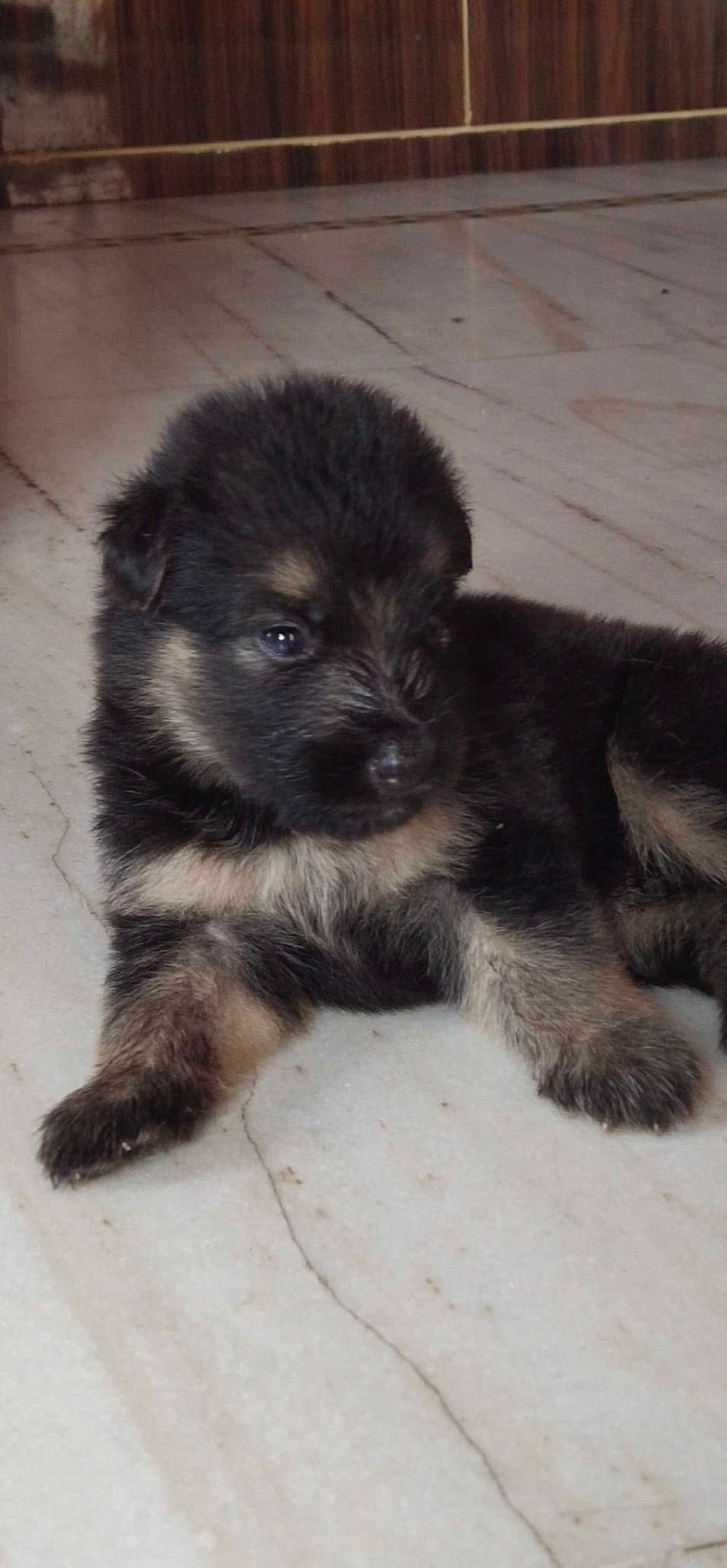 German Shepherd For Sale In Varanasi