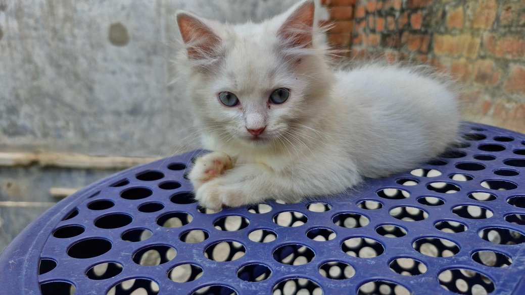 Persian For Sale In Bhadohi