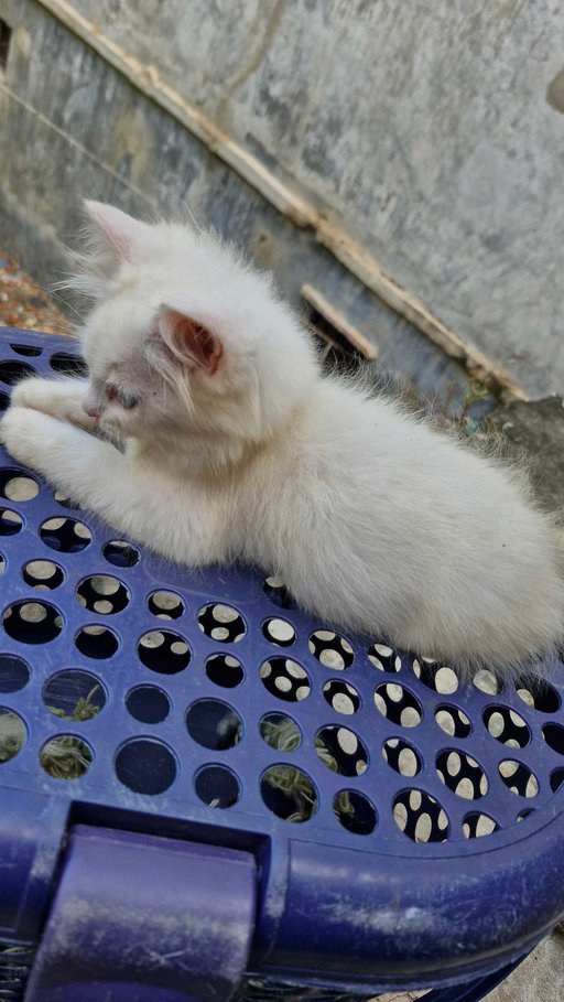 Persian For Sale In Bhadohi