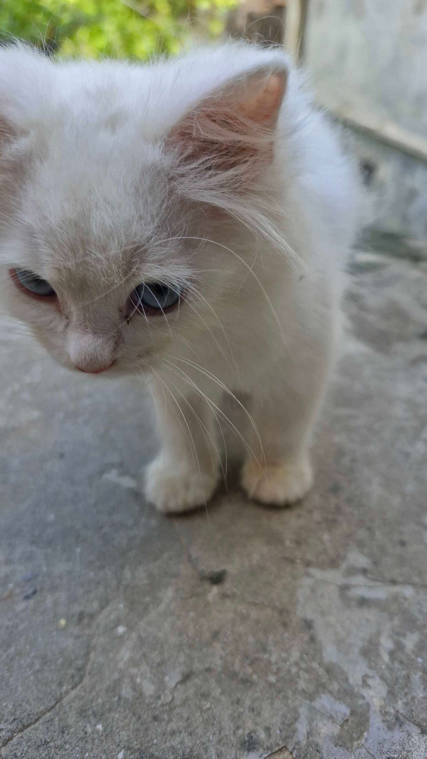Persian For Sale In Bhadohi