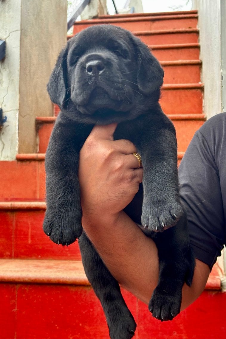 Labrador Retriever For Sale In Tirunelveli