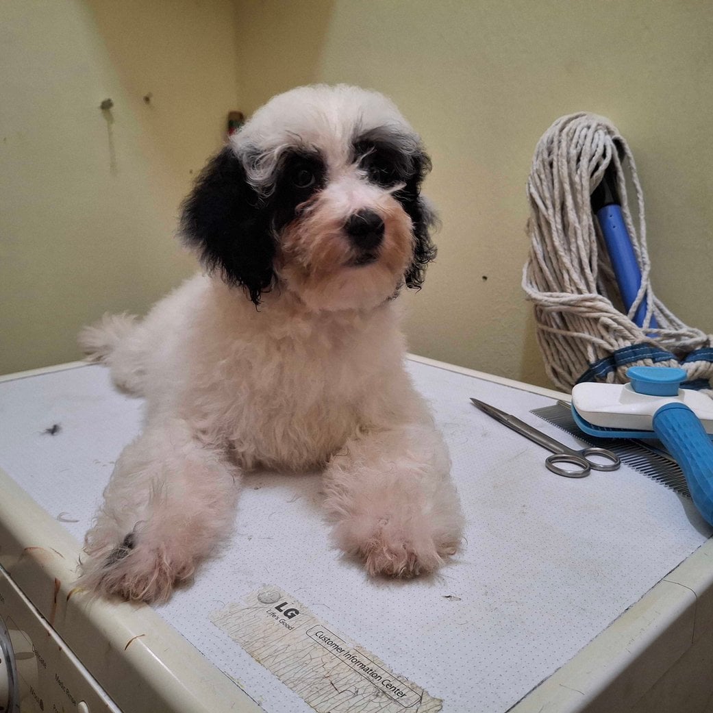 Poodle For Sale In Dharmapuri