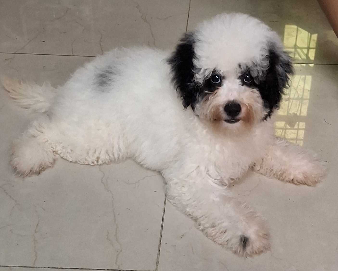 Poodle For Sale In Dharmapuri