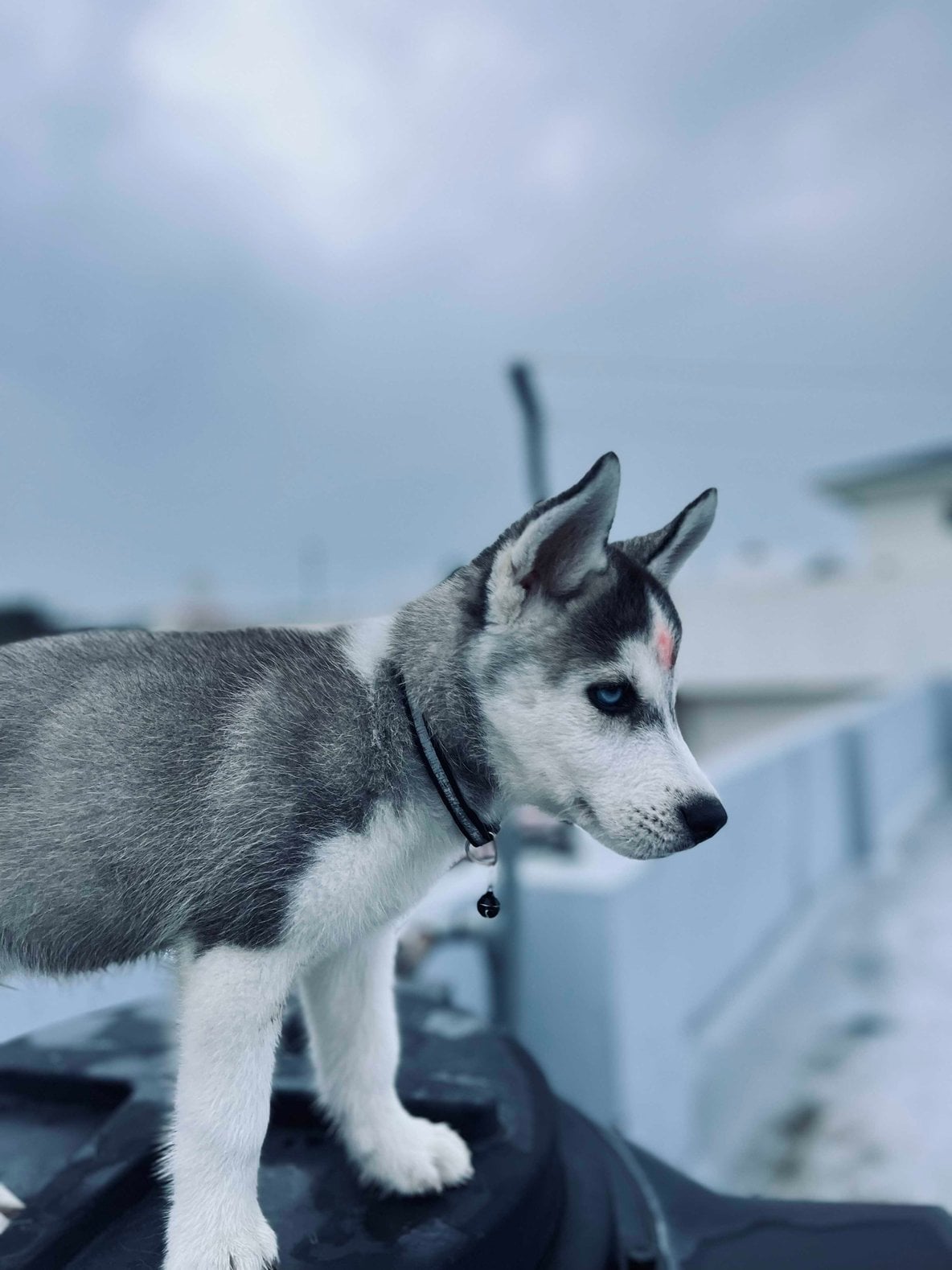 Siberian Husky For Sale In Dehradun