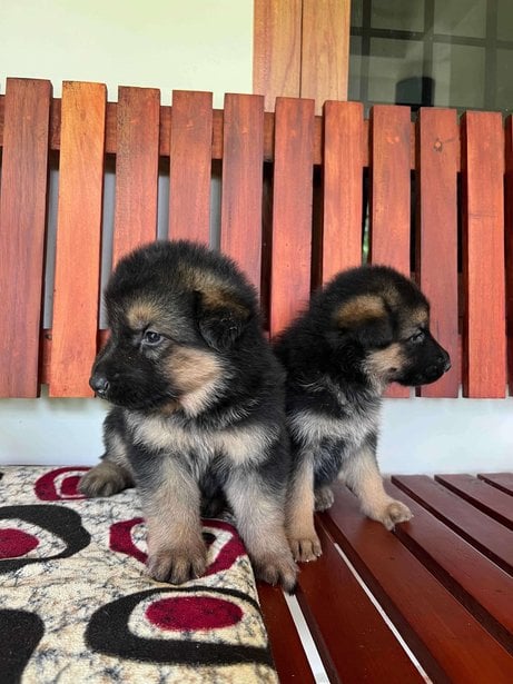 German Shepherd For Sale In Kozhikode