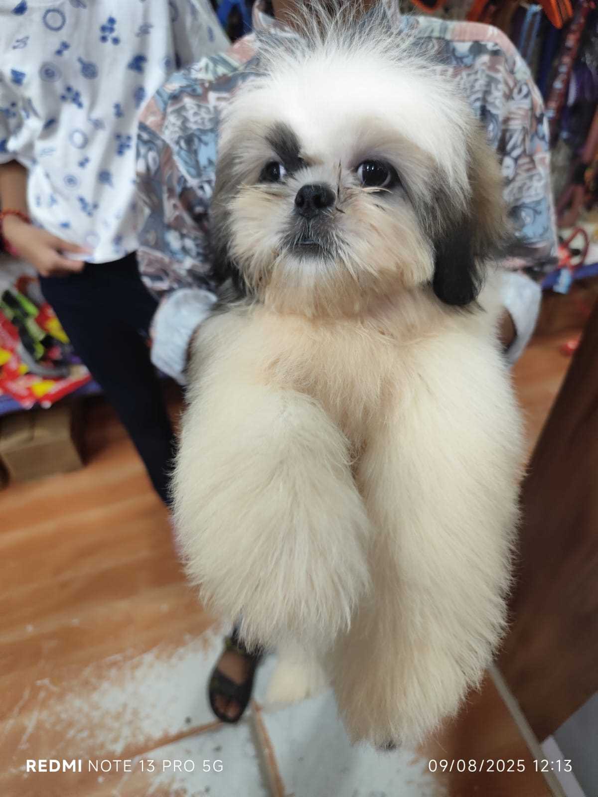 Shih Tzu For Sale In Vadodara