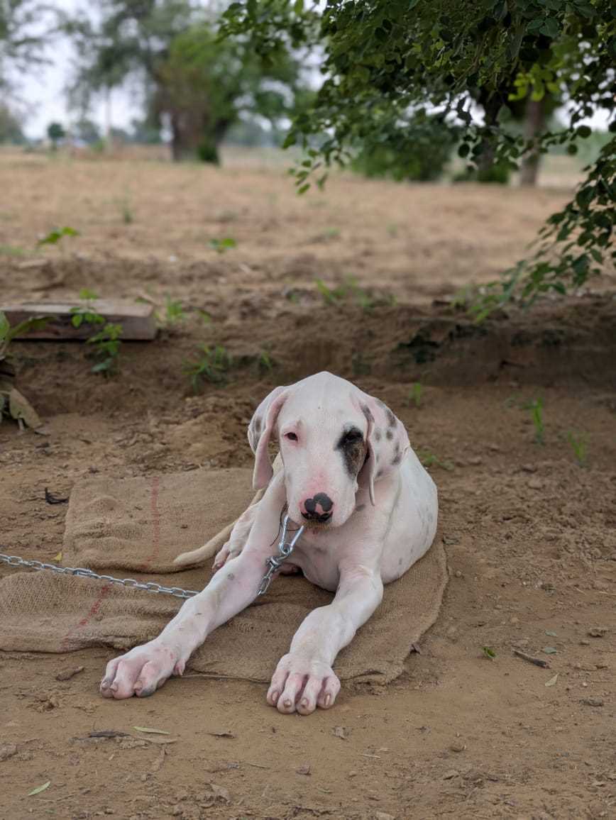 Bully Kutta For Sale In Hisar