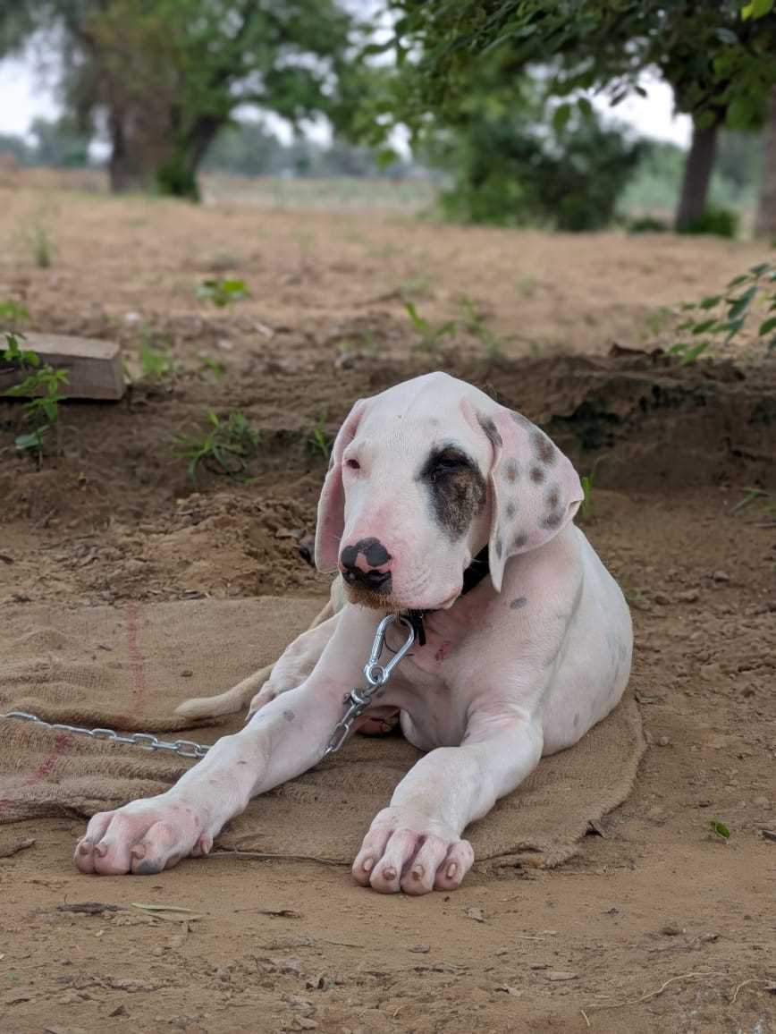 Bully Kutta For Sale In Hisar