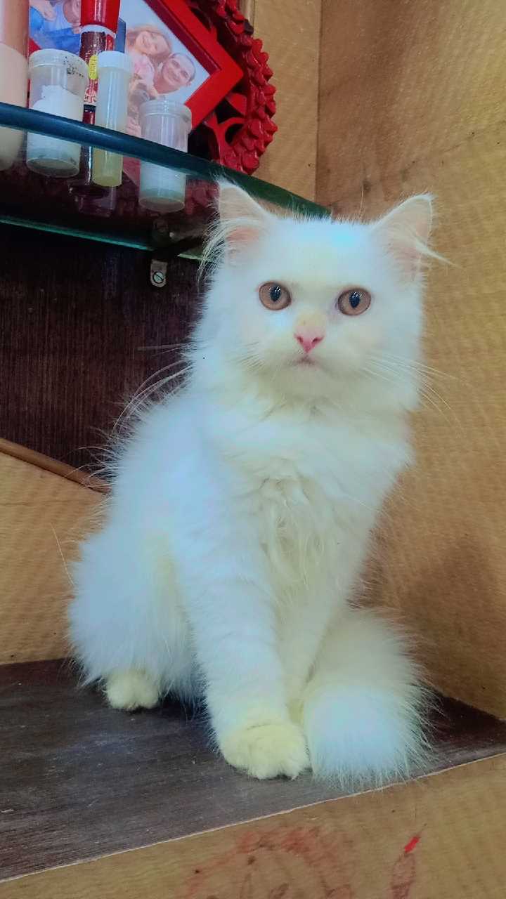Persian For Sale In Aligarh