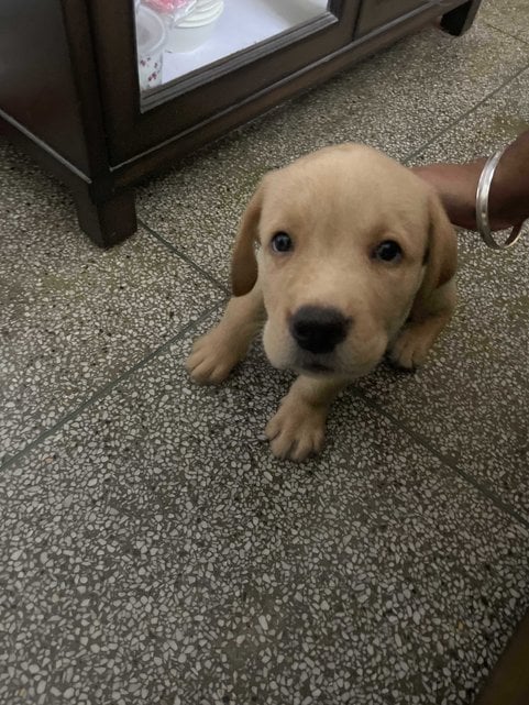Labrador Retriever For Sale In Chandigarh