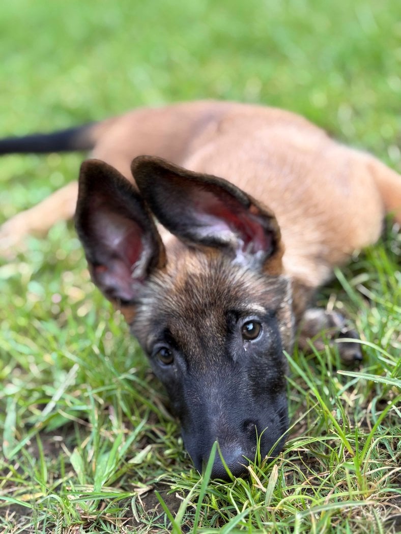 Belgian Malinois For Sale In Pune